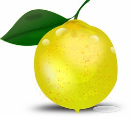 曉甘柑橘品種特點解析：栽培優(yōu)勢與果實特性全面解讀