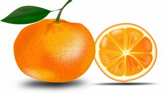 曉甘柑橘品種特點解析：栽培優(yōu)勢與果實特性全面解讀