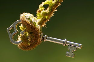 柑橘3月花變化：關鍵物候期生長特征與生態(tài)調控解析