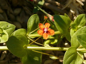 柑橘開(kāi)花期噴什么藥？關(guān)鍵用藥指南與注意事項(xiàng)解析