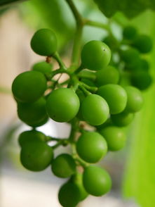 探秘金堂縣柑橘種植基地:沱江畔千畝示范園繪就生態(tài)農業(yè)豐收圖景