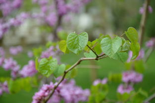 沃柑樹(shù)苗移栽多久才發(fā)芽？關(guān)鍵因素與時(shí)間節(jié)點(diǎn)解析