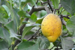 甘平柑橘水果2023價(jià)格多少錢(qián)（甘平柑橘種植技術(shù)）