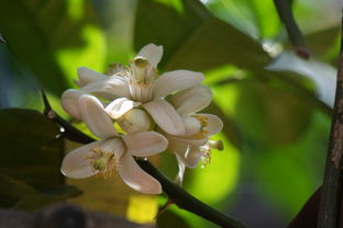 柑橘開(kāi)花慢什么病害引起（柑橘開(kāi)花期如何管理）