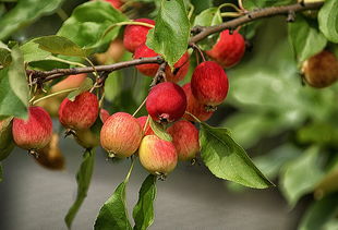 春見(jiàn)柑橘修剪技術(shù)視頻全集（柑橘樹(shù)春芽時(shí)可修剪嗎）